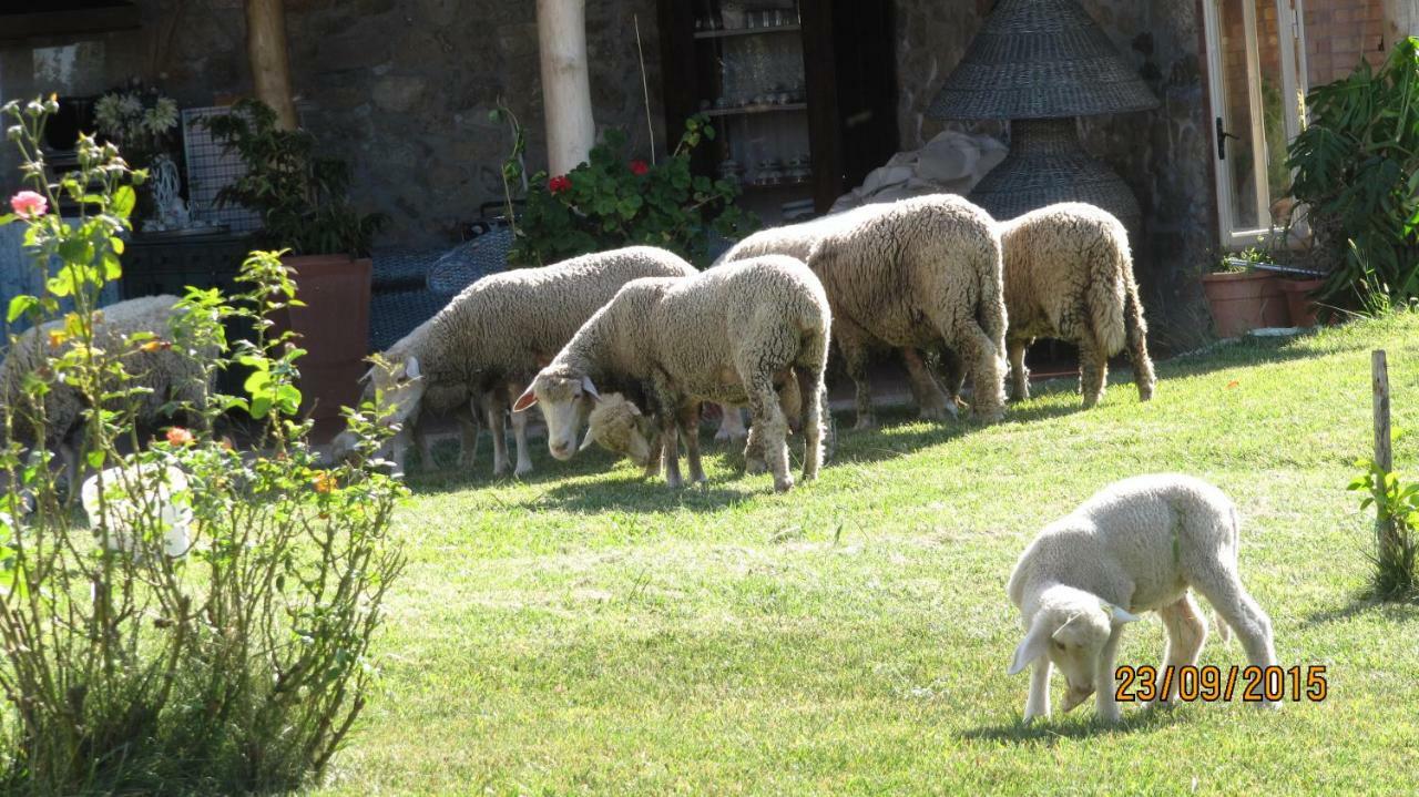 B&B Macchia D'Olmo Капаччио-Паэстум Экстерьер фото